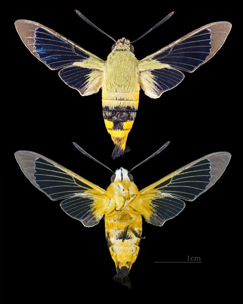 Cephonodes kingii MHNT CUT 2010 0 138 Cambridge Park, New South Wales Australia female