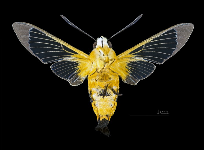 Cephonodes kingii MHNT CUT 2010 0 138 Cambridge Park, New South Wales Australia female ventral