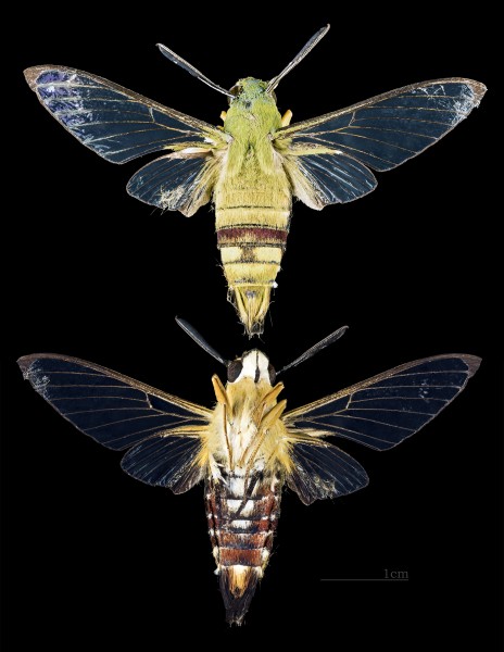 Cephonodes picus MHNT CUT 2010 138 Aurangabad India male