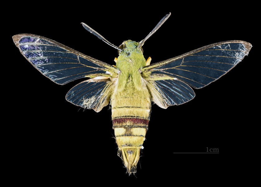 Cephonodes picus MHNT CUT 2010 138 Aurangabad India male dorsal