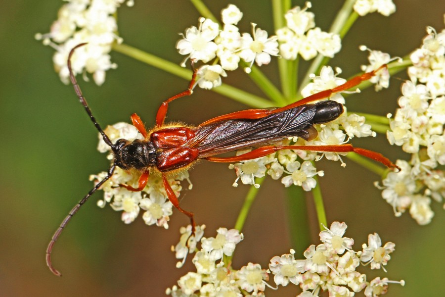 Cerambycid Beetle - Necydalis diversicollis californicus, near Bassetts, Sierra County, California