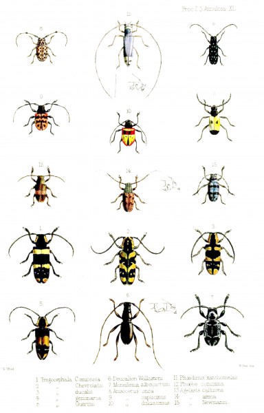 Cerambycidae1Ford