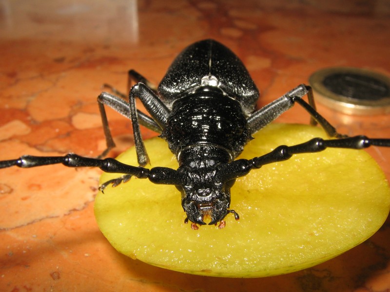 Cerambyx cerdo (big female-3)
