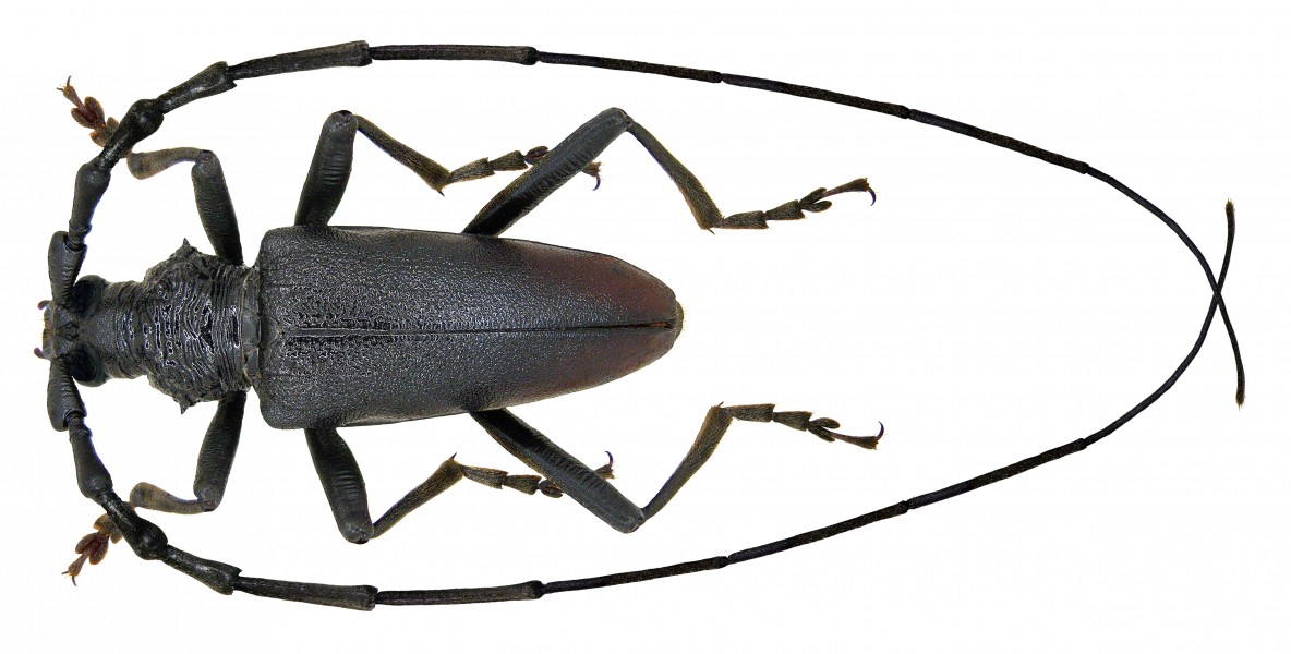 Cerambyx cerdo Linné, 1758 (3034371477) (2)