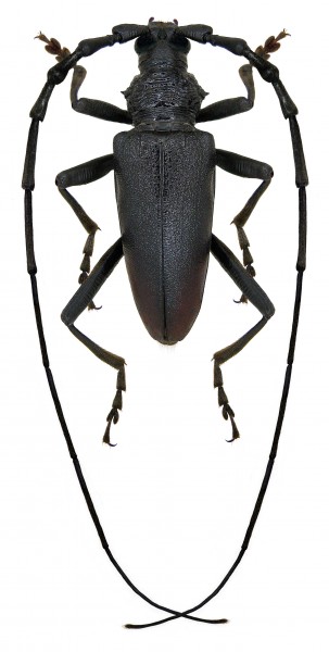 Cerambyx cerdo Linne, 1758 (3034371477)