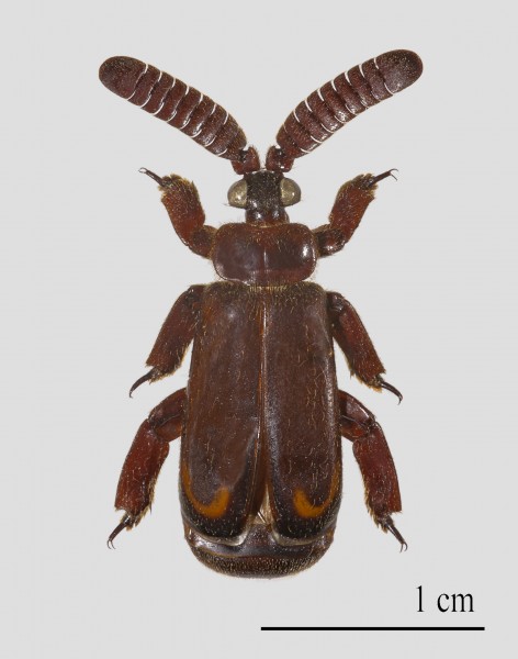 Cerapterus pilipennis (Male)