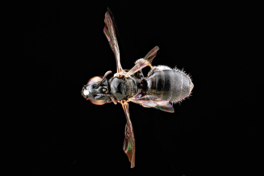 Ceratina-nr-dentipes,-female-back 2012-06-13-16.02.15-ZS-PMax (7370068700)