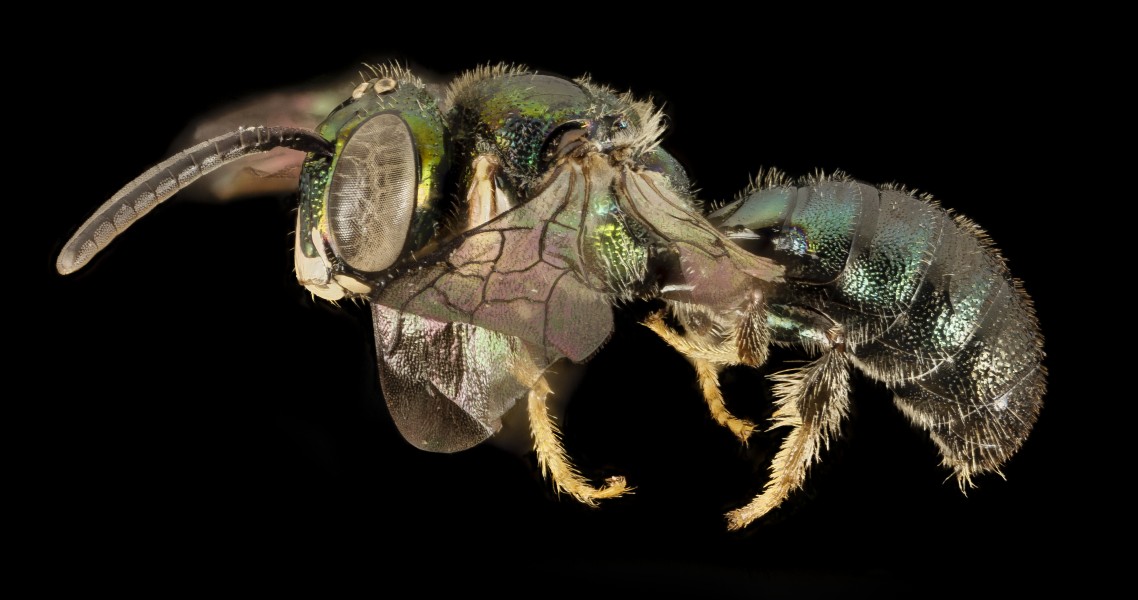 Ceratina buscki, m, panama, side 2014-11-25-14.44.56 ZS PMax (15979176495)