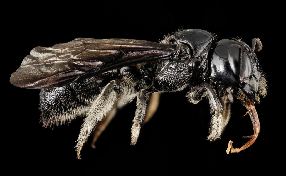 Ceratina species, side, puntarenas, costa rica 2015-04-20-12.28.59 ZS PMax (17215346602) (2)
