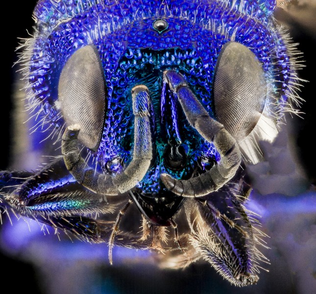 Ceratochrysis declinus Bohart, U, Face, MD, Baltimore County 2014-02-28-11.44.02 ZS PMax (12904167075)