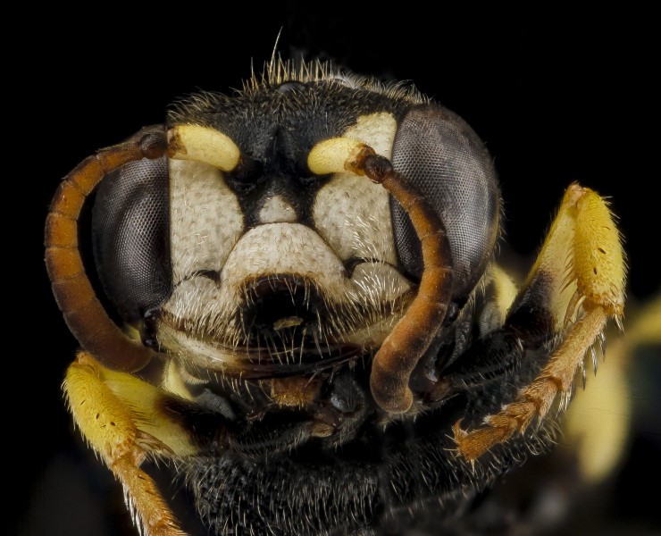 Cerceris hatuey, Female, Face, Guantanamo Bay, Cuba 2012-11-01-16.50.59 ZS PMax (8196637338)