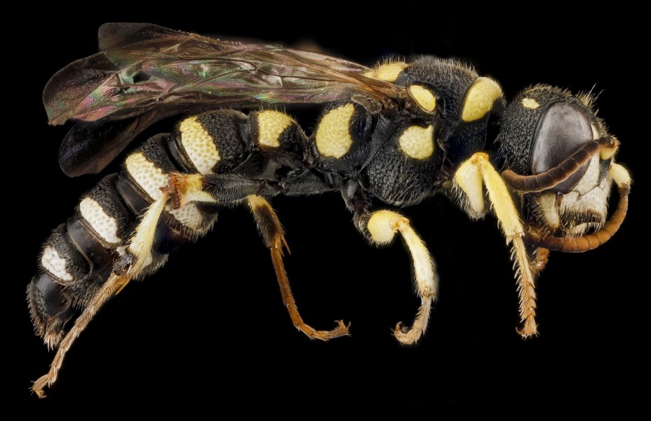 Cerceris hatuey, Female, side, Guantanamo Bay, Cuba 2012-11-01-16.50.59 ZS PMax (8197484231)