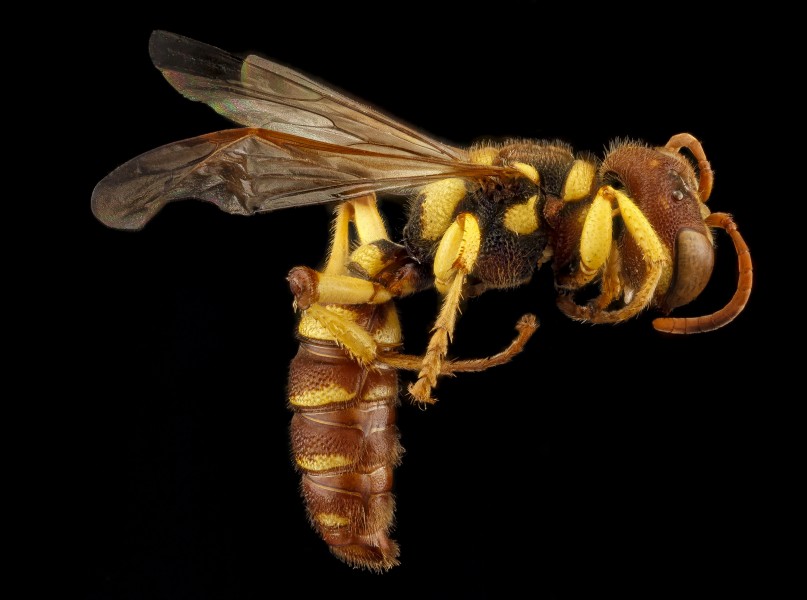 Cerceris triangulata, F, side, Guantanamo Bay 2012-10-31-15.19.09 ZS PMax (8155962223)