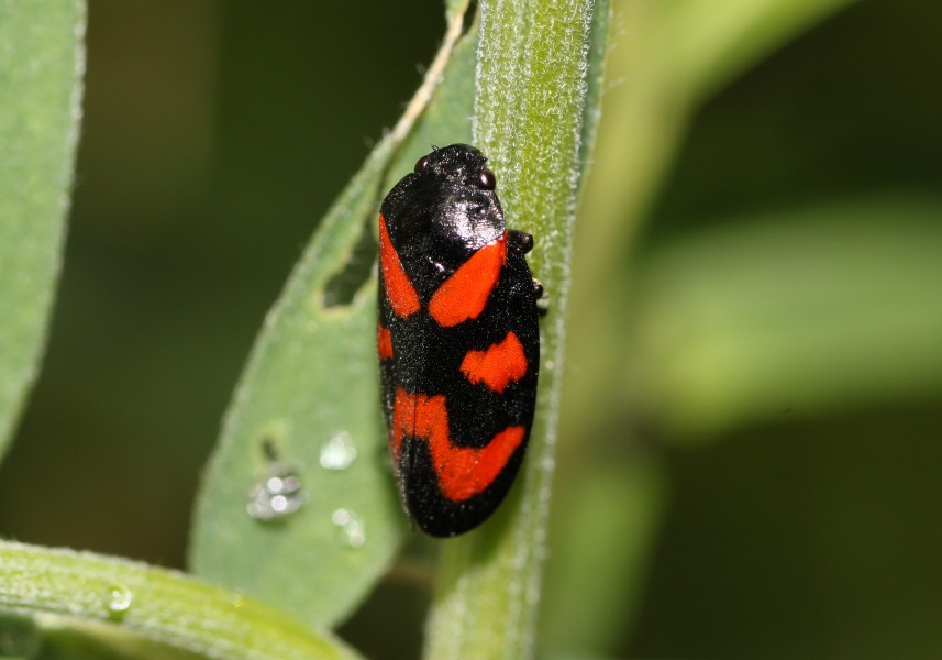 Cercopis-vulnerata-blutzikade
