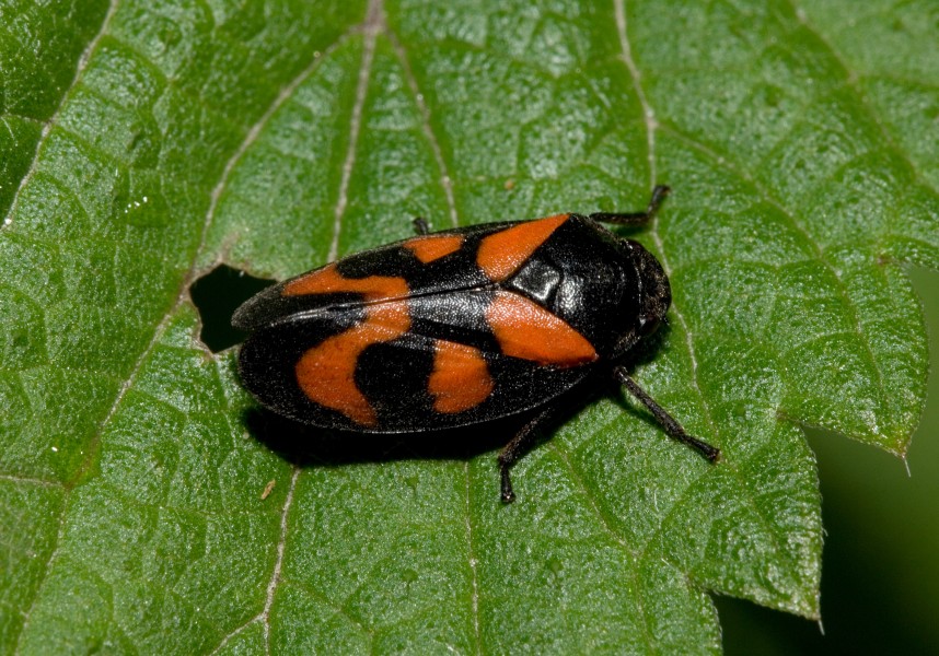 Cercopis vulnerata moosheide01