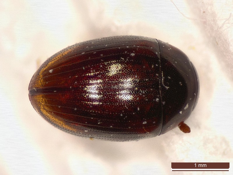 Cercyon lateralis (27584741497)