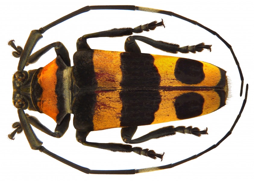 Cereopsius quaestor (Newman, 1842) female (5166168287)