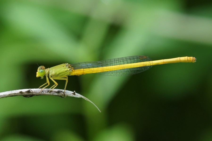Ceriagrion coromandelianum 04412