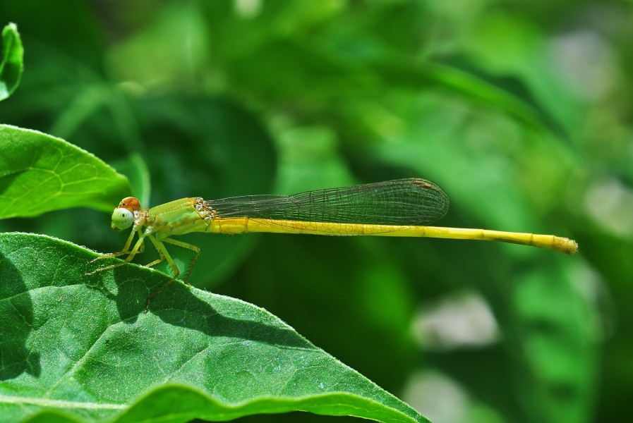 Ceriagrion coromandelianum male, Burdwan, West Bengal, India 09 07 2013