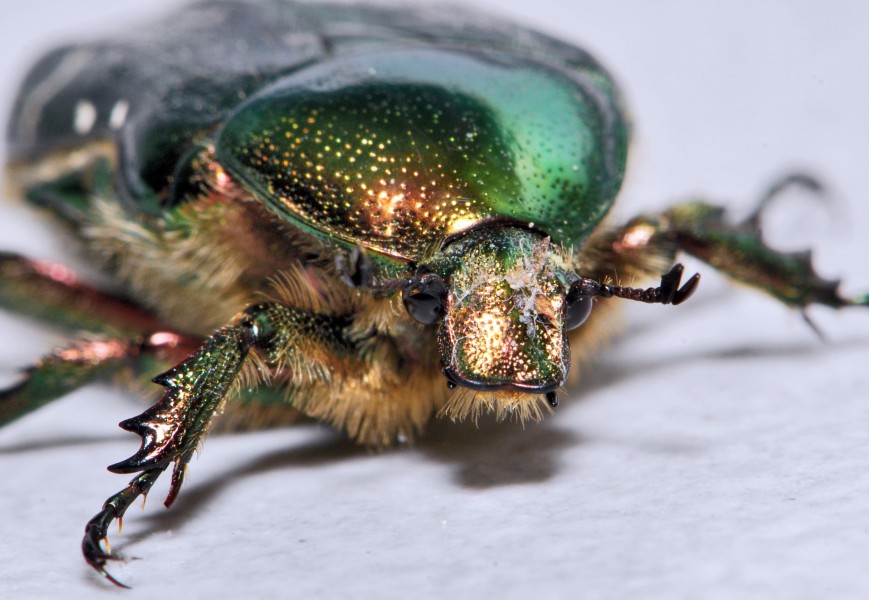 Cetonia aurata 01 05172009