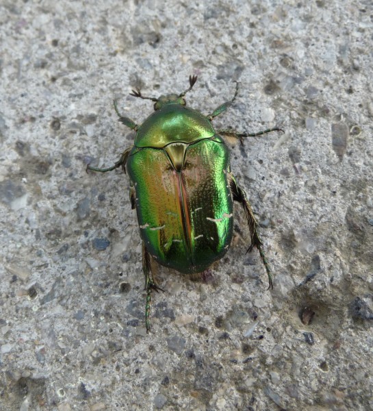 Cetonia aurata 2009 G3