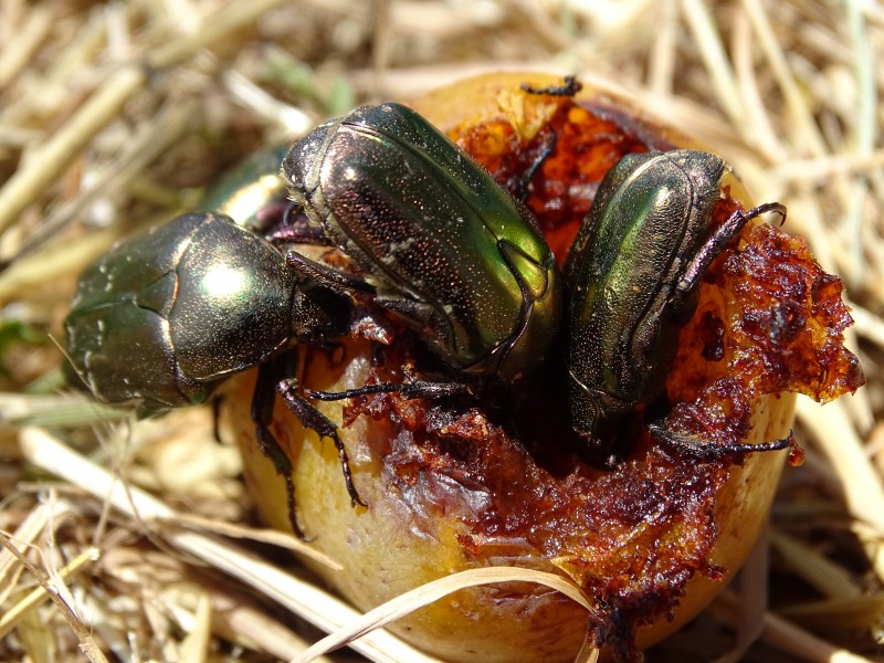 Cetonia aurata on a plum
