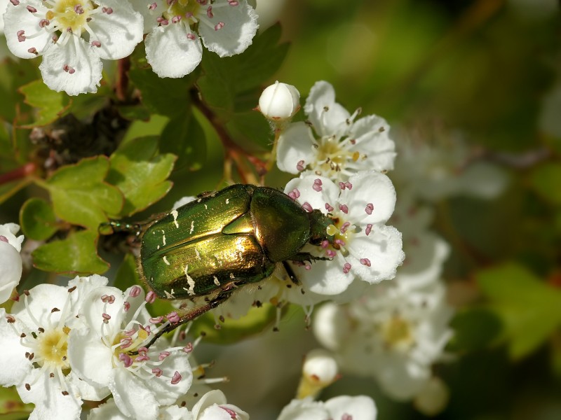 Cetonia aurata on Crataegus monogyna