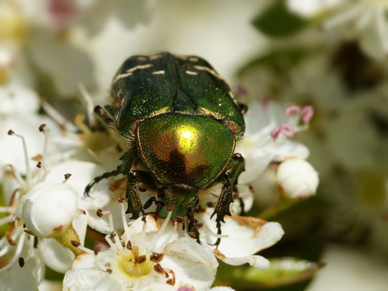 Cetonia aurata on Crataegus monogyna (head)