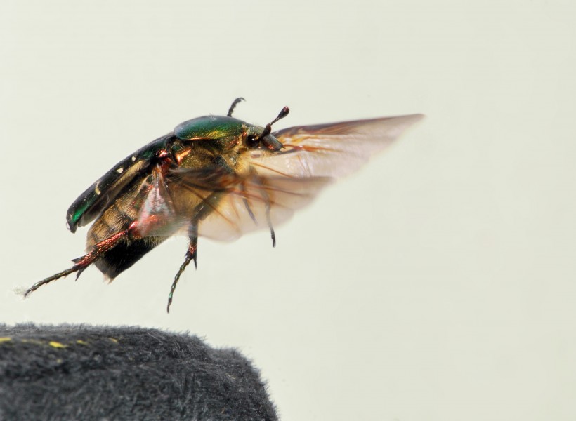 Cetonia aurata take off 05 05172009
