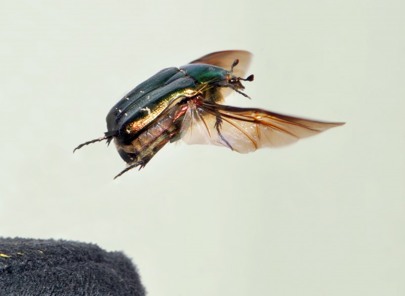 Cetonia aurata take off 06 05172009