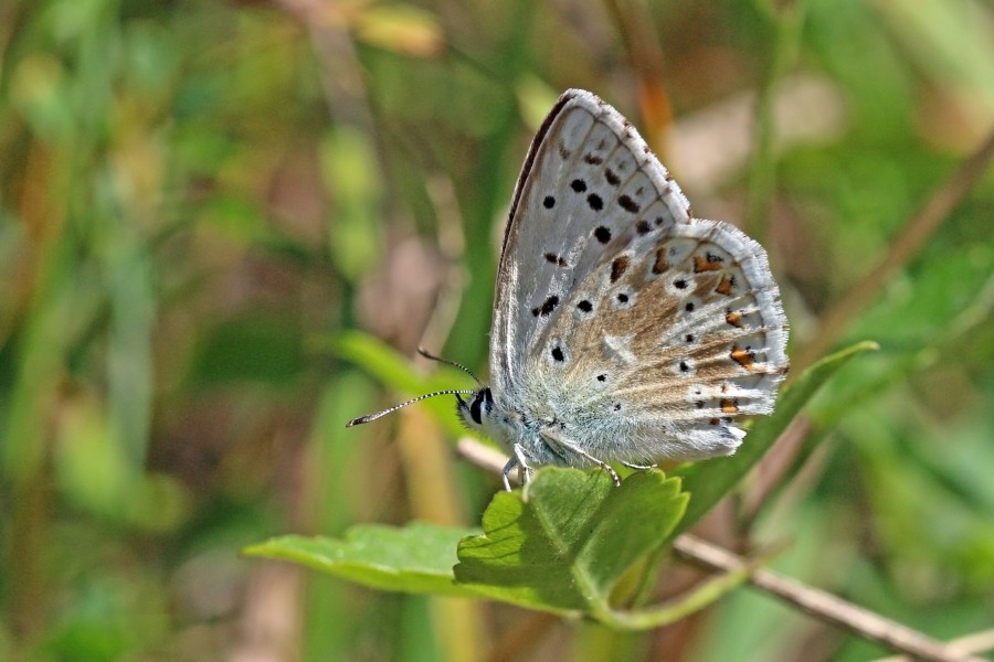 Chalkhill blue (Polyommatus coridon) male underside Bulgaria