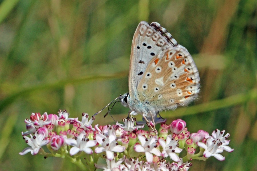 Chalkhill blue (Polyommatus coridon) male underside Macedonia 2