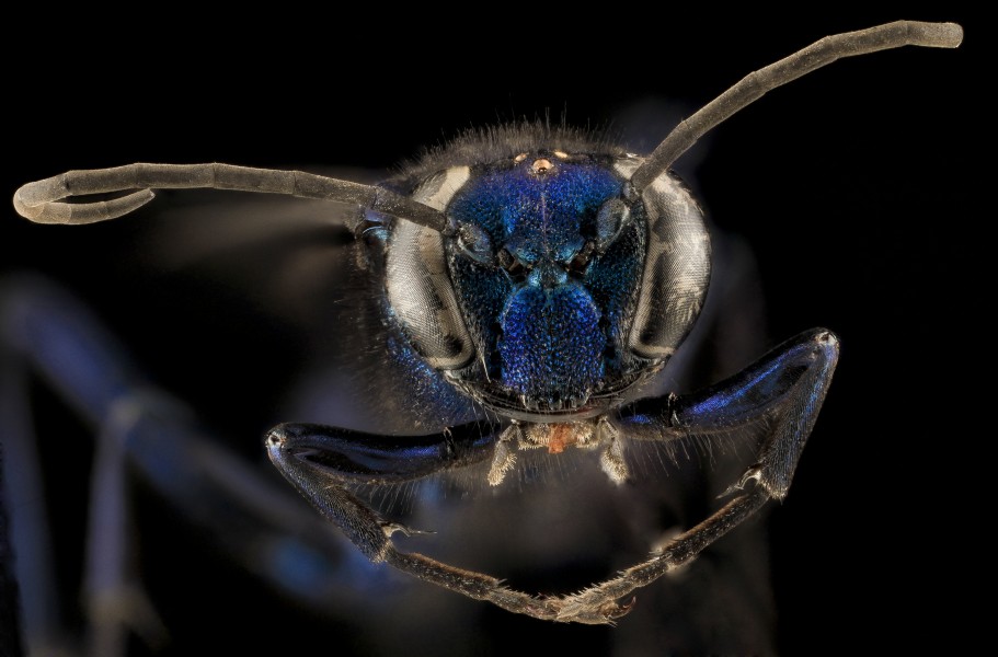 Chalybion californicum, F, face, MD, PG County 2013-08-08-13.54.11 ZS PMax (10584989143)