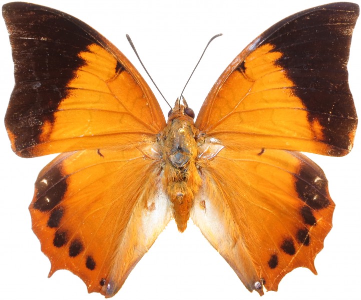 Charaxes bernardus mahawedi