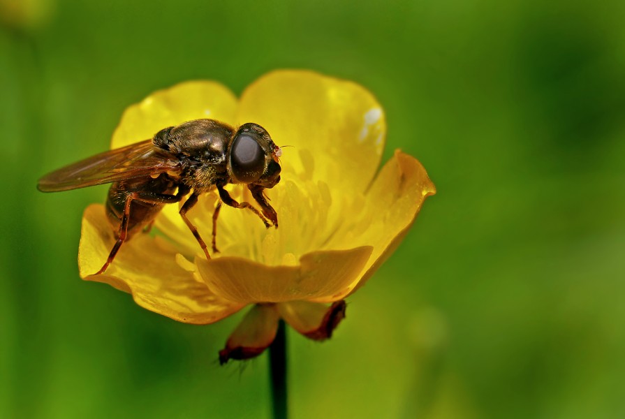 Cheilosia chloris, Forêt de Soignes, Brussels (30123833791)