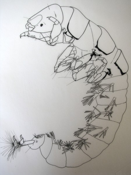 Chematopsyche spp drawing