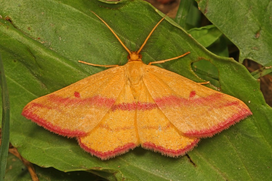 Chickweed Geometer - Haematopis grataria, Backus Woods, Walsingham, Ontario