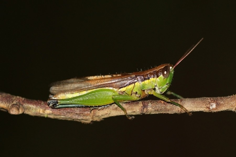Chinese rice grasshopper (Oxya chinensis)
