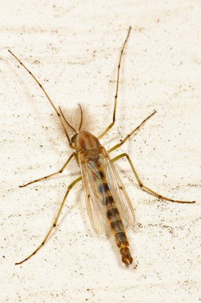 Chironomous Midge, Leesylvania State Park, Woodbridge, Virginia