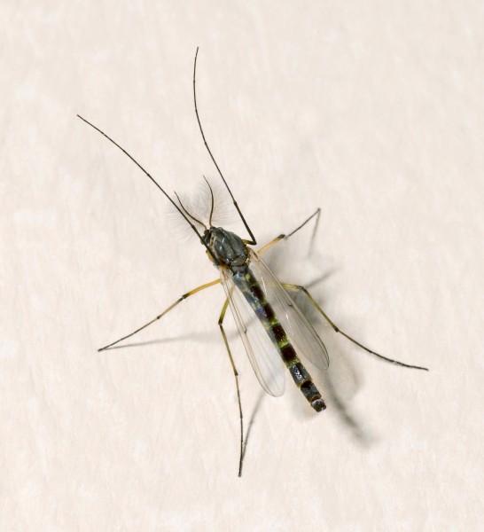 Chironomus plumosus MHNT