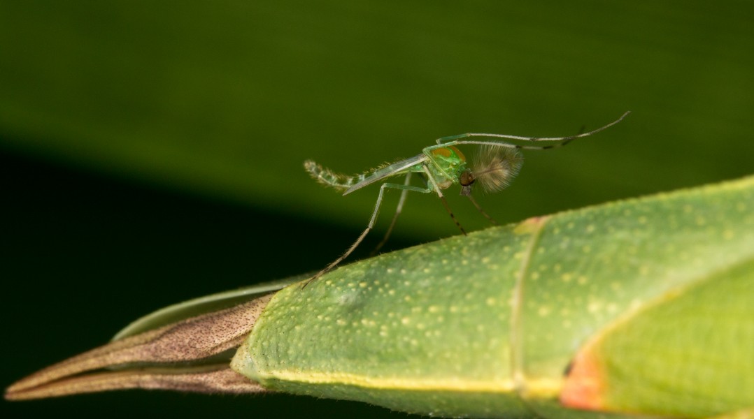 Chironomus sp. (16386461102)