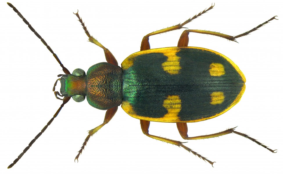 Chlaenius scapularis Chaudoir, 1876 (5823911471) (2)