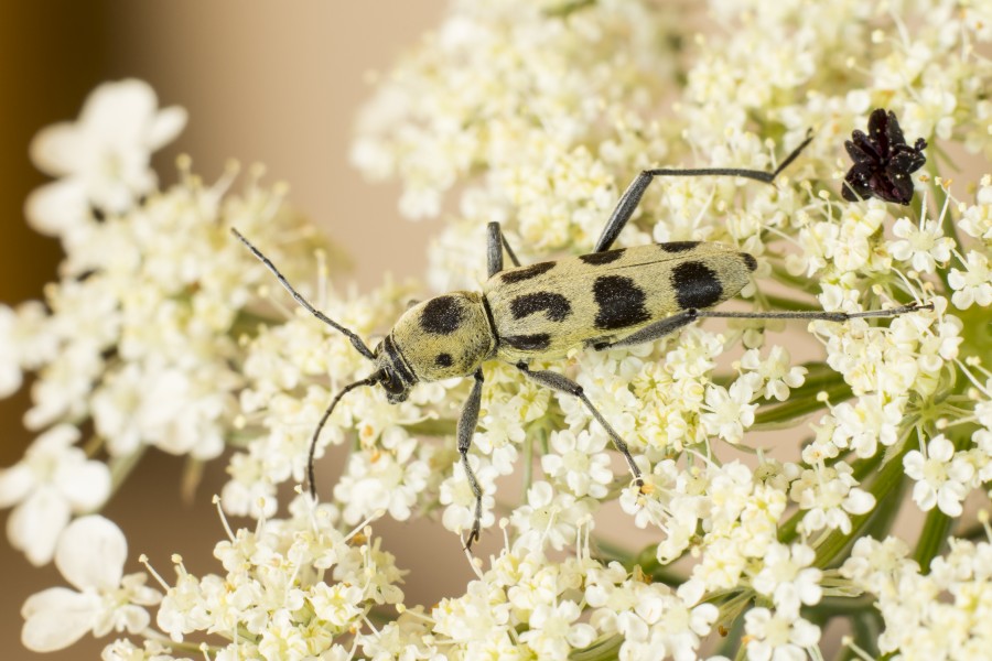 Chlorophorus herbstii Lithuania