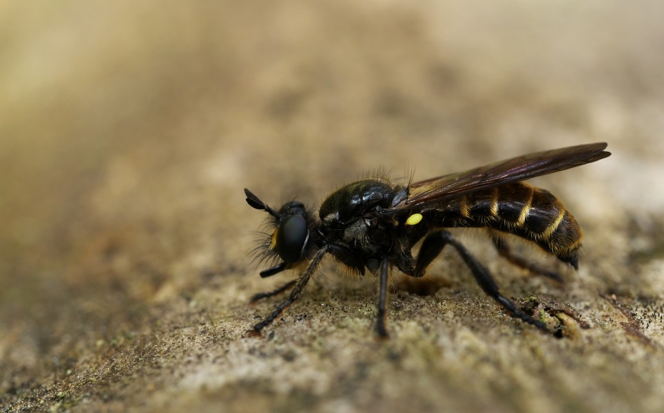 Choerades marginatus, Hanko, Finland (36004011174)