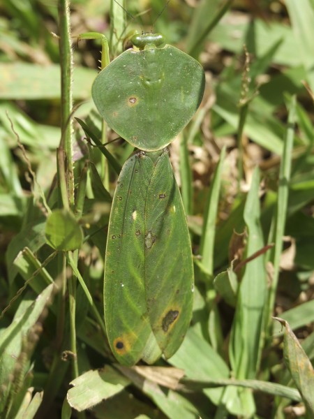 Choeradodis species showing doral side