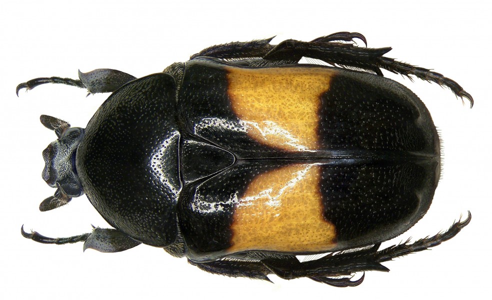 Chondrorrhina abbreviata (Fabricius, 1801) (2870337204)