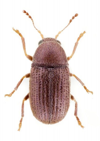 Choragus sheppardi