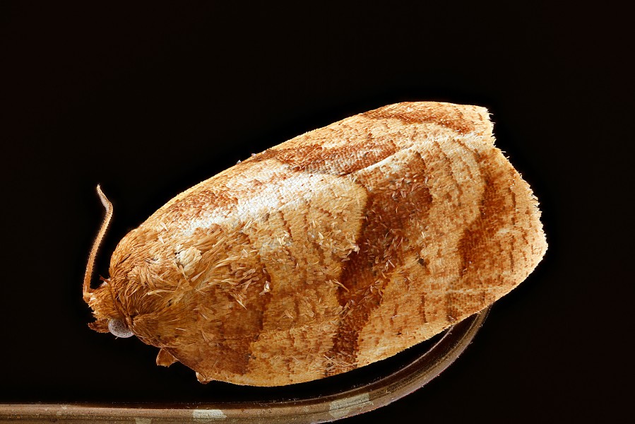 Choristoneura parallela-7.30.2012 2012-07-30-17.57.36-ZS-PMax (7697274828)