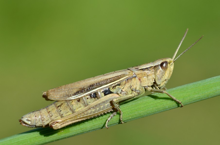 Chorthippus albomarginatus female (11000624085)