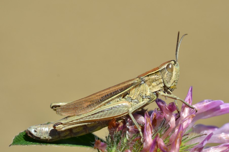 Chorthippus albomarginatus female (11000630635)